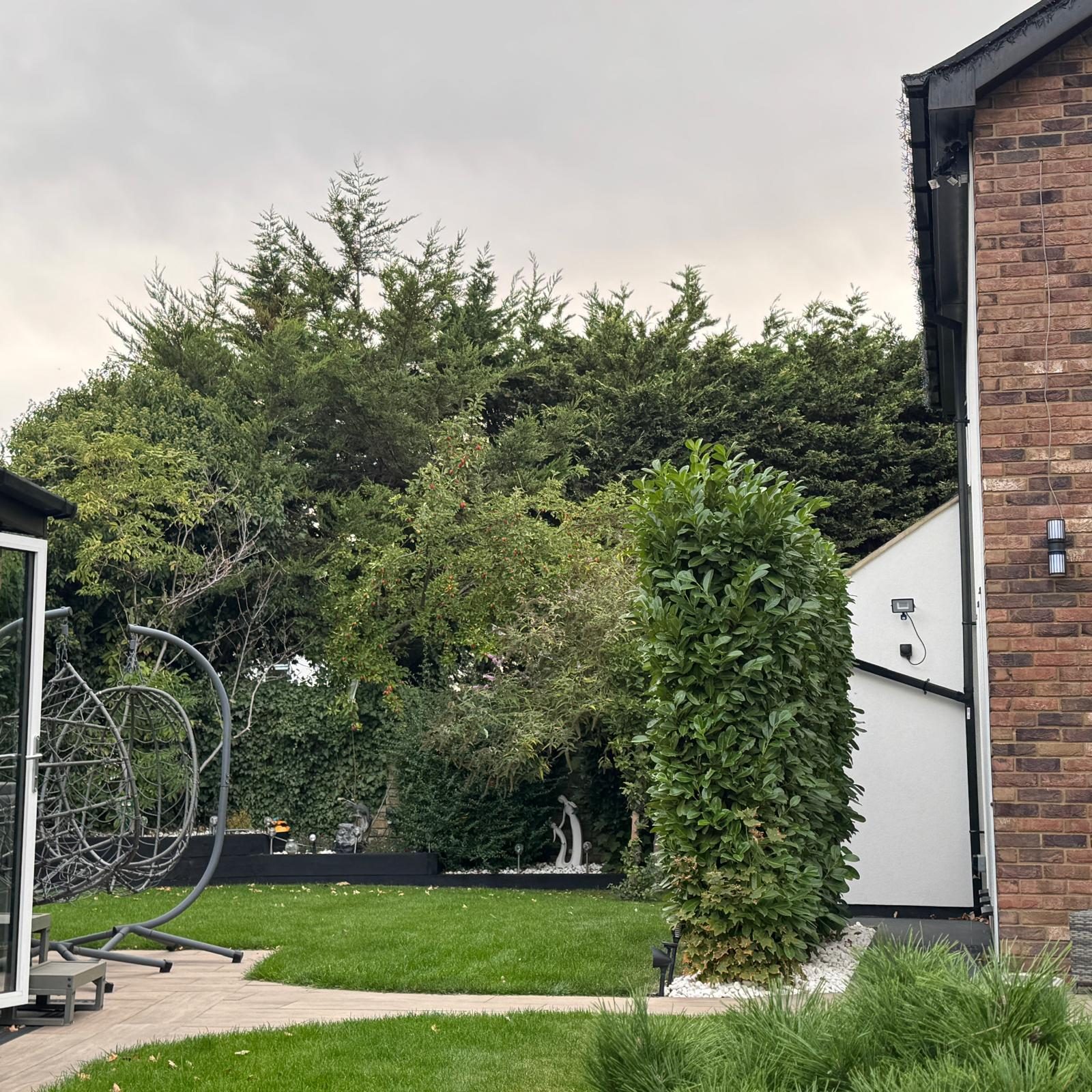 Landscaped garden with lawn, curved paving and hedging beside a new extension